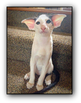 Hobbikats Teddy (Dobby Cat)