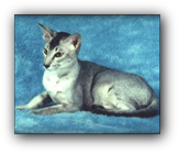 GC Hobbikats Shady Lady of Pegela