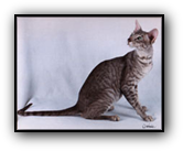 GC Hobbikats Altair