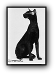 GC Hobbikats Chester