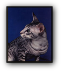 GC Hobbikats Klondyke