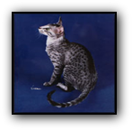 GP Hobbikats Tyler