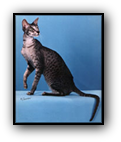 GP, RW Hobbikats Chocolate Chip of Farside