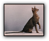 GP, RW Hobbikats Woodstock of Telecats
