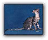 GP Hobbikats Un Mao of Telecats