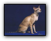 GP Jemwyck Dream Weaver of Hobbikats