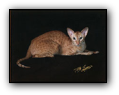 GP Hobbikats Red Hot Chili Pepper of Telecats