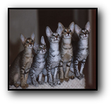 Tabbies Galore