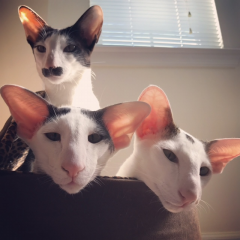 Teddy Stache Bindi