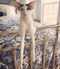 Teddy (Dobby Cat)