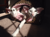 Teddy & Bindi
