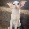 Teddy (Dobby Cat)