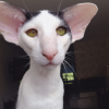 Teddy (Dobby Cat)