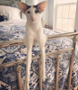 Teddy (Dobby Cat)