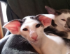 Teddy (Dobby Cat)