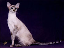 GC Hobbikats Destiny of Telecats