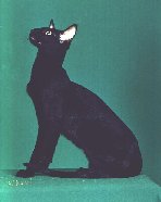 GC Hiway Moon Shadow of Hobbikats